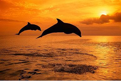 《异形：火力小队》Steam 158元 支持简体中文