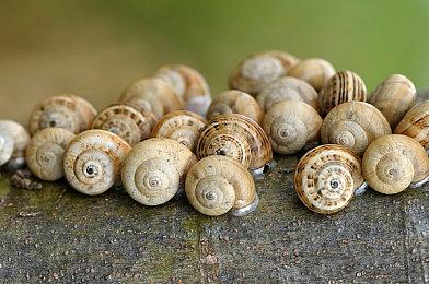 悬疑游戏《鸭子侦探：秘密萨拉米》面向PC公布